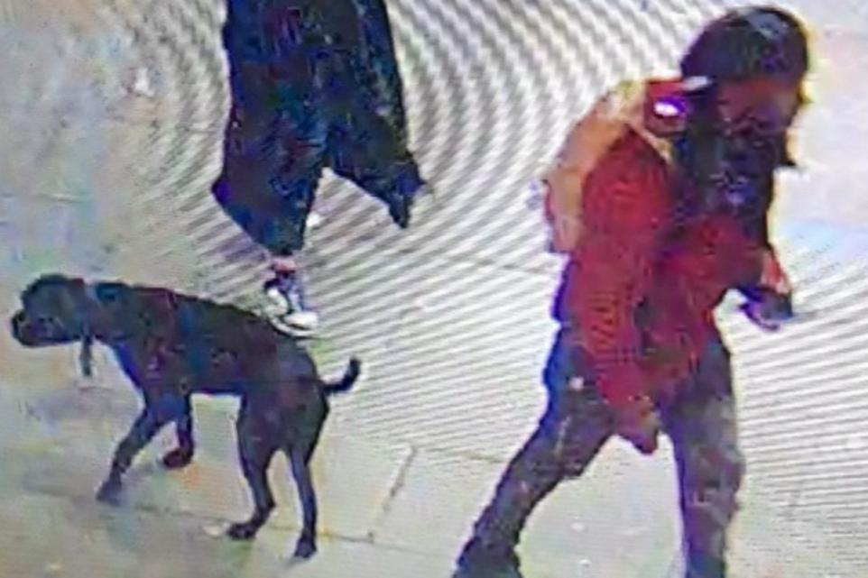 CCTV Appeal Launched After Person Stabbed in London Over Dog Poop Dispute