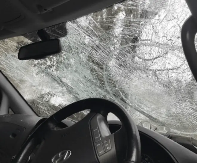 New Year’s Day Horror: Hunt Saboteurs Brutally Ambushed by Masked Gang in East Sussex