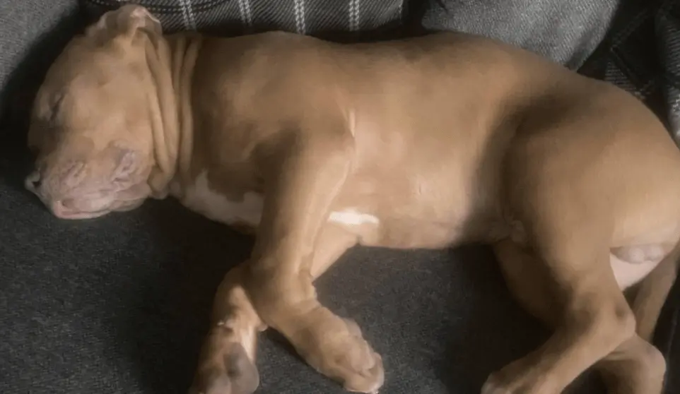 Unlicensed XL Bully Dogs to Be Banned in Scotland, Humza Yousaf Confirms