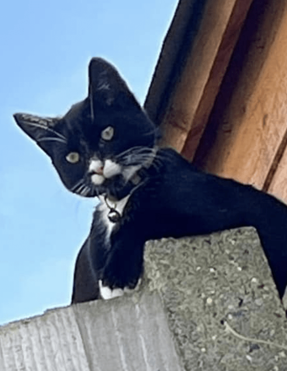 Outrage Over Alleged Animal Cruelty Incident Involving MHS Worker