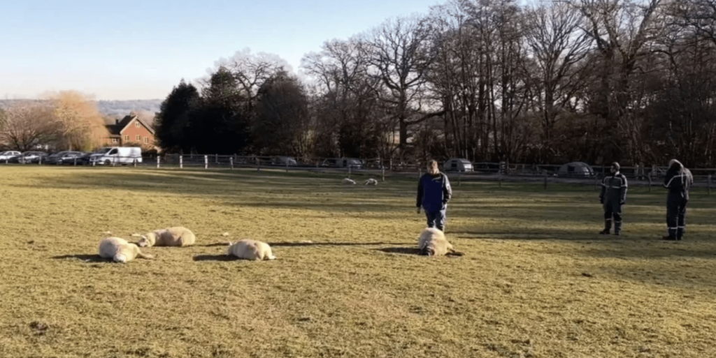 Teen Arrested over Horrific Lamb Deaths in Guildford Farm Incident