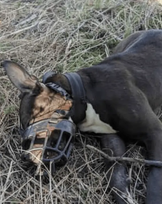 RSPCA Investigates Muzzled XL Bully’s Death in Sheffield
