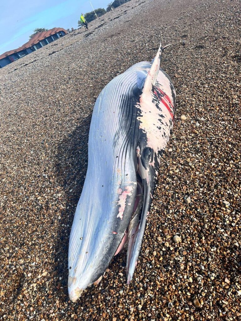 “Show this creature the respect it deserves” council urges after whale found washed up on beach