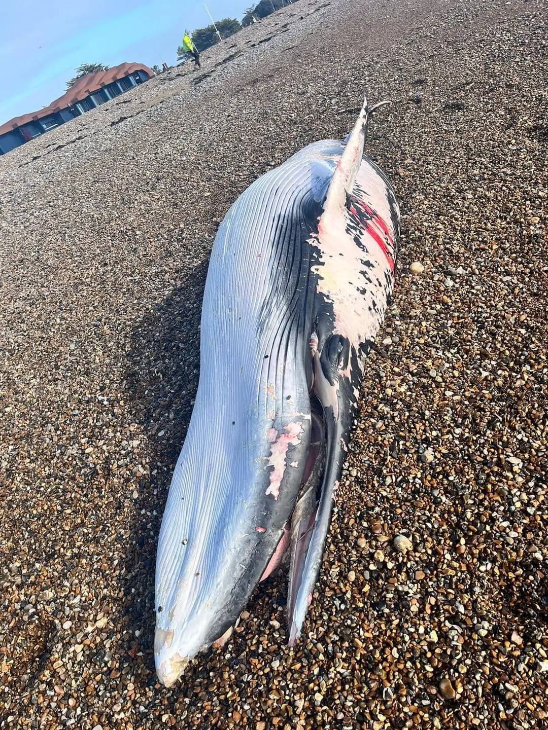 Massive Minke Whale Washes Up Dead on Littlehampton Beach – Council Urges Public Respect and Caution