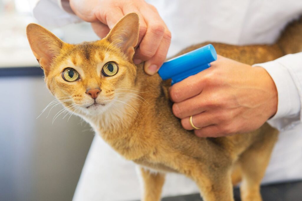 Pet Owners Encouraged to Check Microchip Numbers for Their Animals