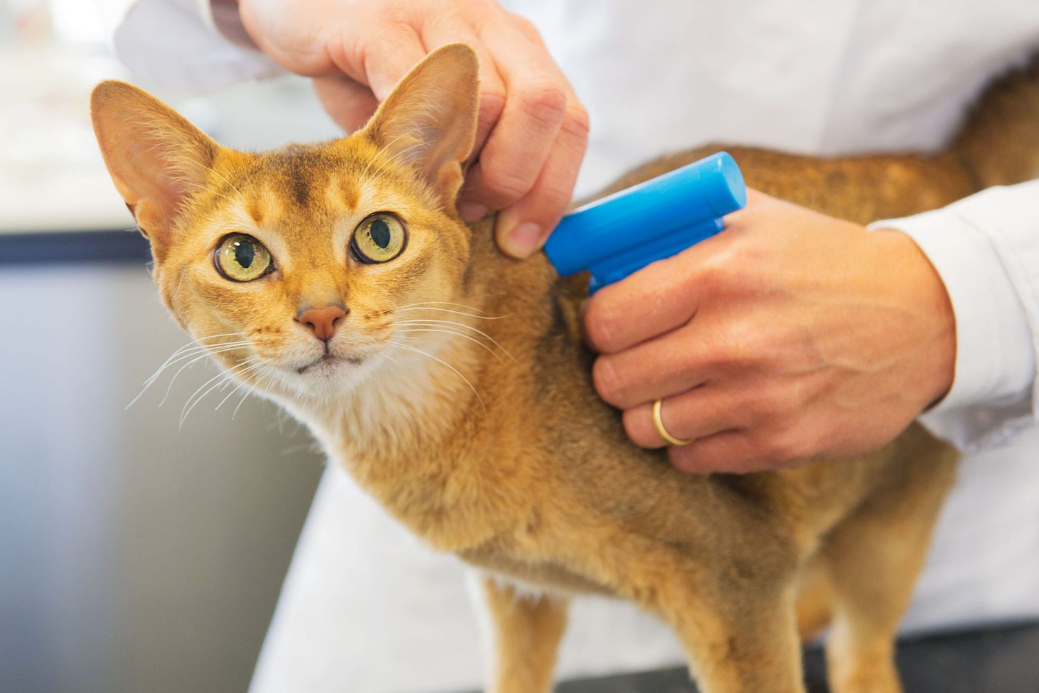 Pet Owners Encouraged to Check Microchip Numbers for Their Animals