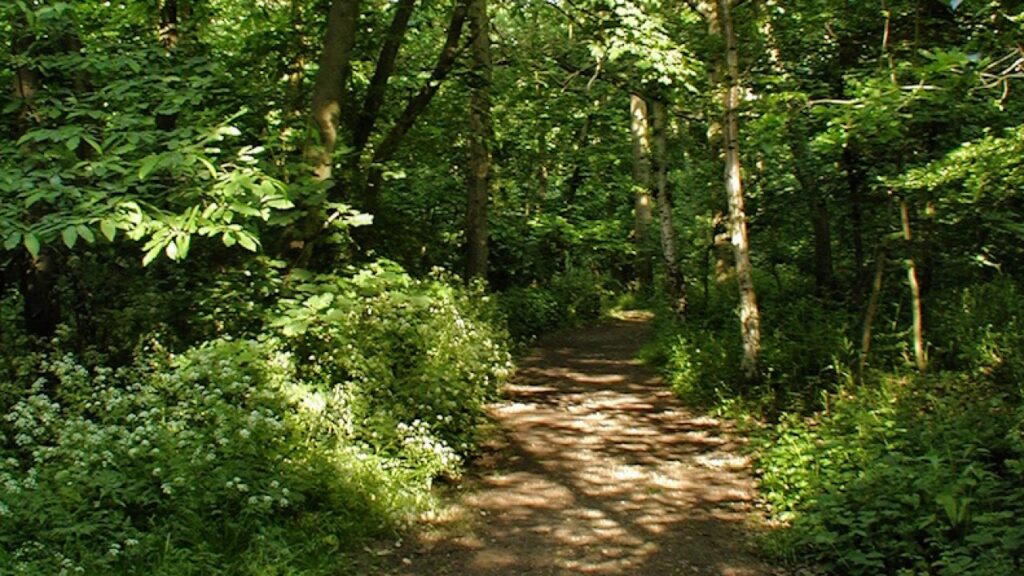 Dog Owner Sentenced After XL Bully Attack in Elmstead Woods