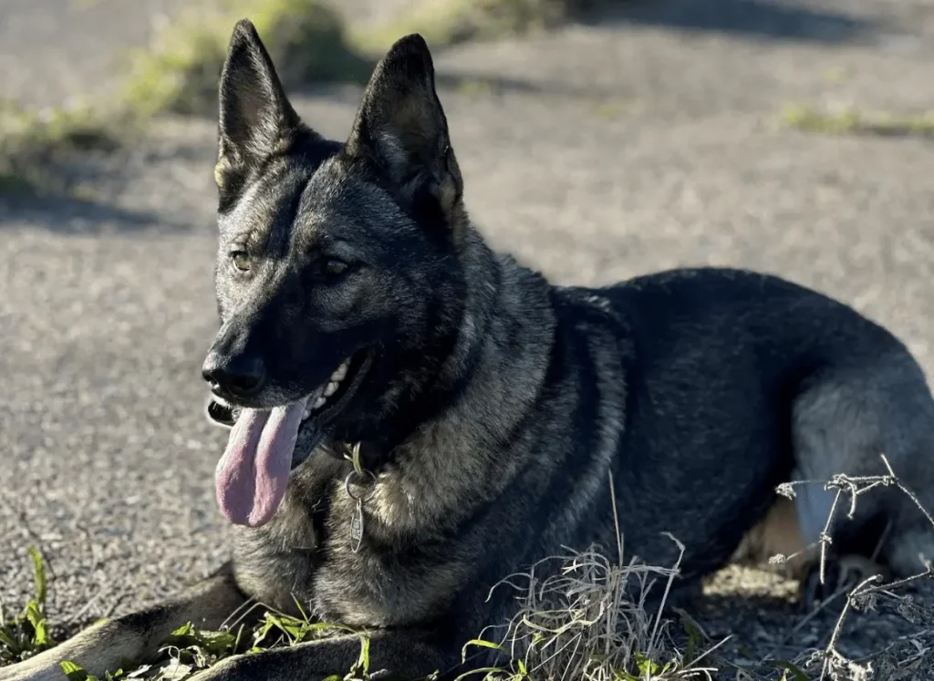 Police Dogs Assist in Recovering Stolen Tools and Tractor