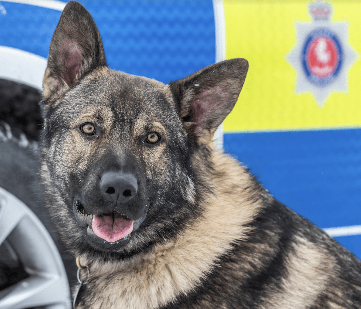Police Dogs Assist in Recovering Stolen Tools and Tractor
