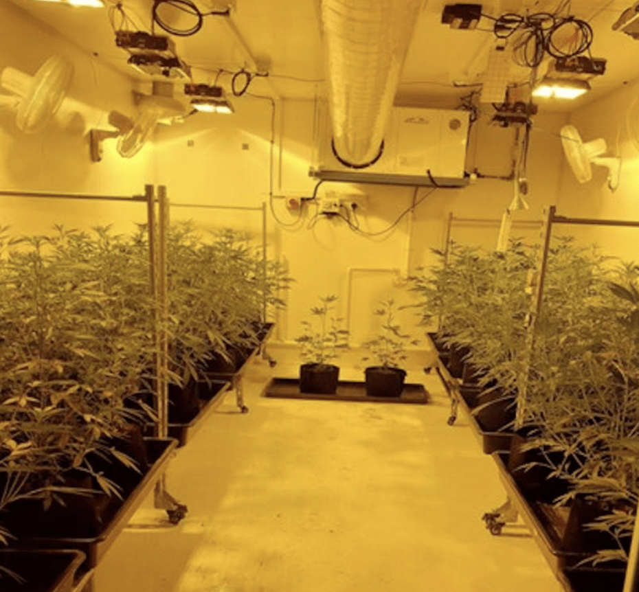 Kent Police Dismantle Cannabis Farm in Rolvenden, Arrest Two Men