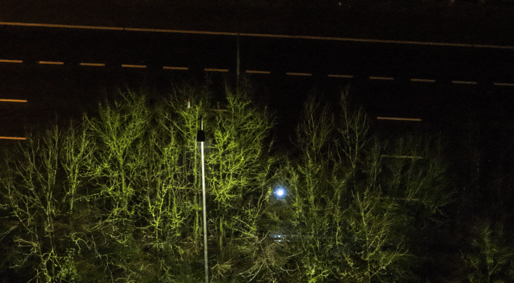 Illuminated trees at night by streetlight.