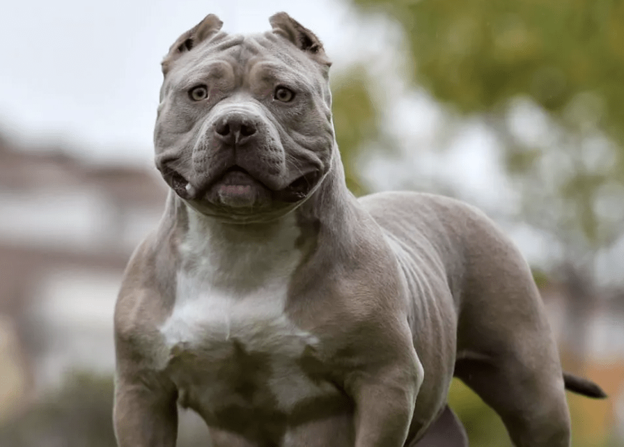 Two Arrested After Eight-Year-Old Boy Suffers Serious Injuries in ‘XL Bully’ Attack