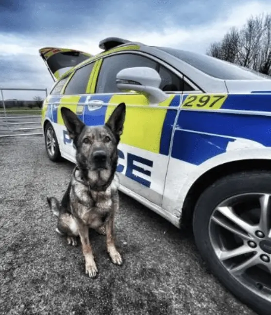 Police Dog Skye Assists in Arresting Three Suspects Following Burglary in Warminster