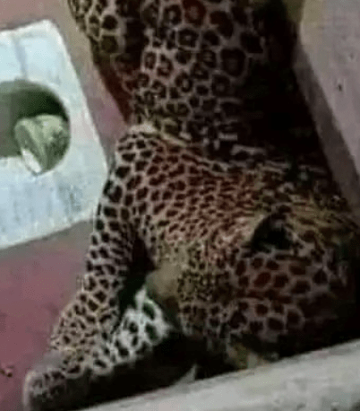 Leopard and Dog Trapped in Toilet: A Tale of Unusual Harmony