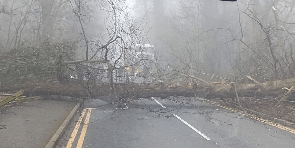 Warning: Fallen Tree Blocking Lesnes Road Toward Bexleyheath