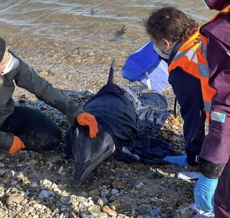 Rescue Operation Unable to Save Dolphin at Pagham Beach