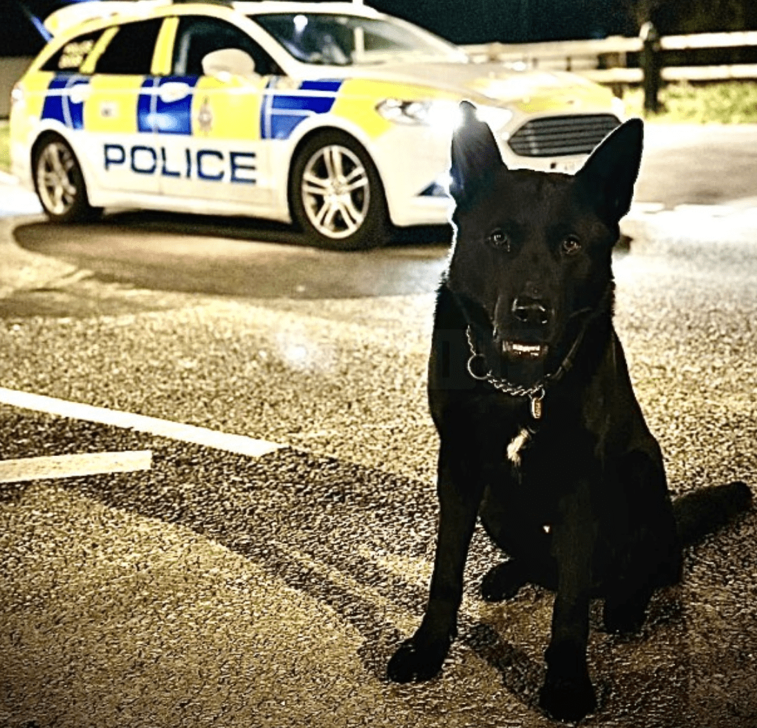 A man is in custody following excellent work by the Roads Policing Unit and Police Dog Conan