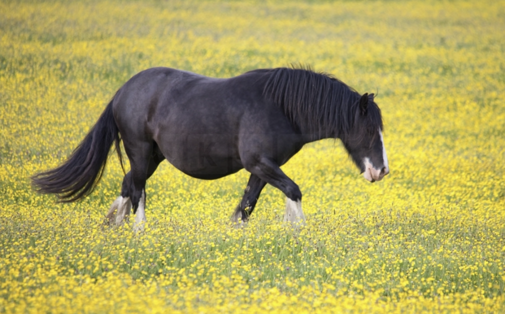 Teenager Convicted After Incident with Horse in Northumberland Field