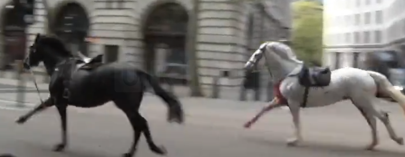 Escaped Household Cavalry Horses Cause Chaos in Central London: Five Injured in Rampage