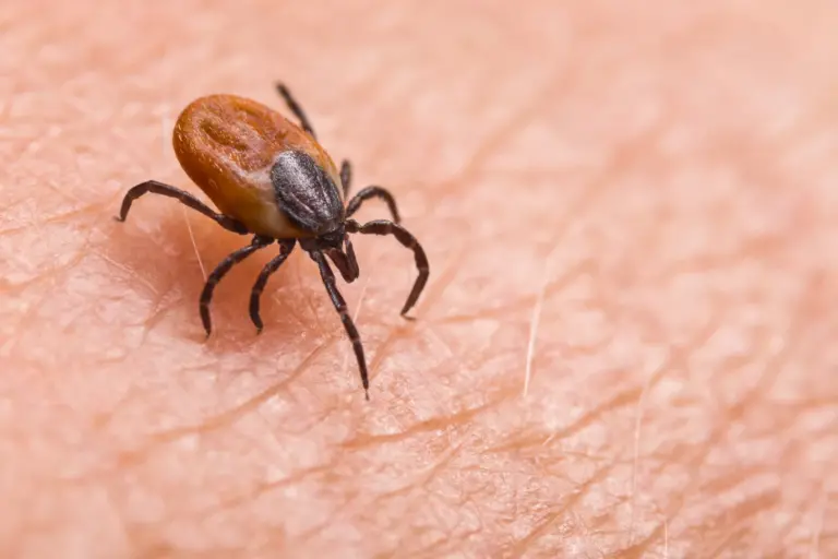 Beware of Ticks: Vet Warns Pet Owners of Lyme Disease Risk