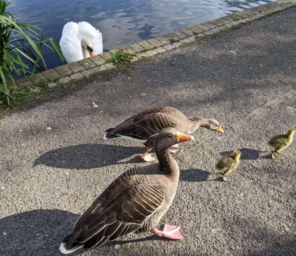 Queens Park Gosling Rescue Amid Swan Attacks