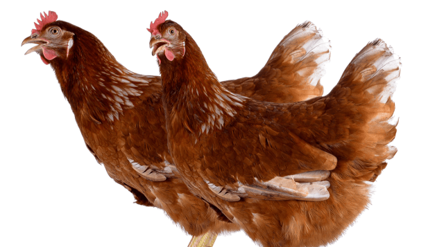 Drug Delivery Method Using Proline May Revolutionise Chemotherapy and Enzyme Repair