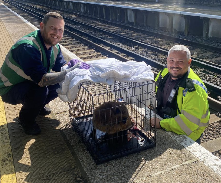 Brave Volunteers Rescue Fox in Distress at Westcombe Park Station