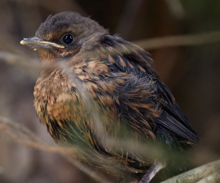 What to Do If You Find a Baby Bird Out of Its Nest: Essential Tips for Spring and Summer
