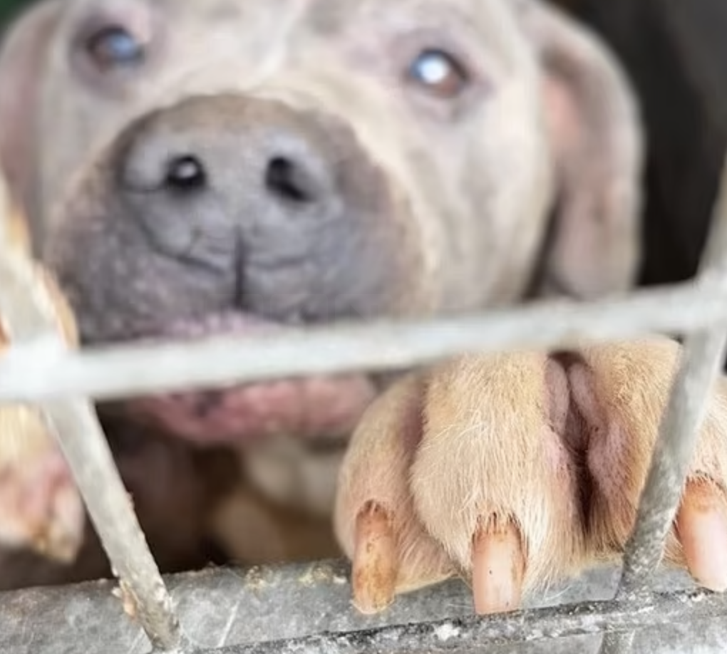 Police Seize 22 Dogs from Suspected Illegal XL Bully Farm in Sheffield