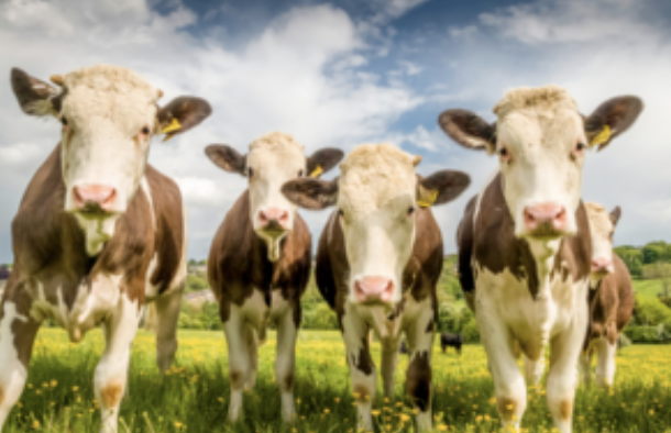 Risk Assessment Reveals Heightened Threat of Bluetongue Virus in Great Britain