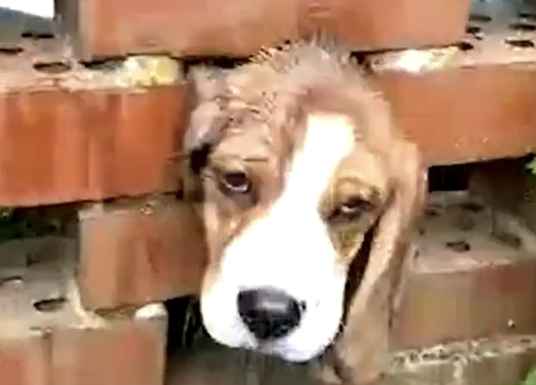 Firefighters Rescue Jeremy the Beagle Trapped in Garden Wall