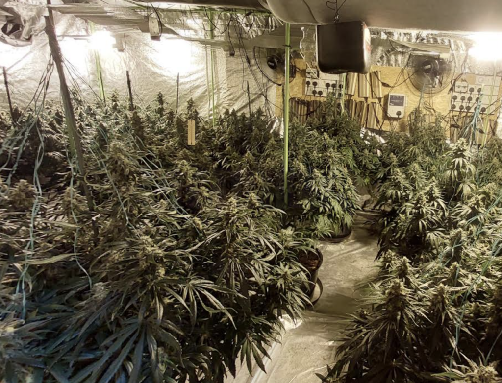 More than 500 cannabis plants have been seized from an industrial site in Herne Bay
