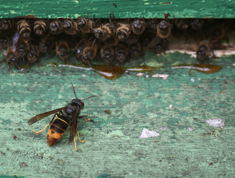 Asian Hornet Sightings on the Rise: What You Need to Know