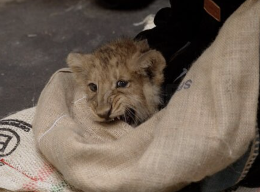London Zoo’s Asiatic Lion Cubs Receive First Health Check