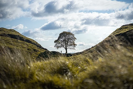 Two Men Charged Over Destruction of Historic Sycamore Gap Tree