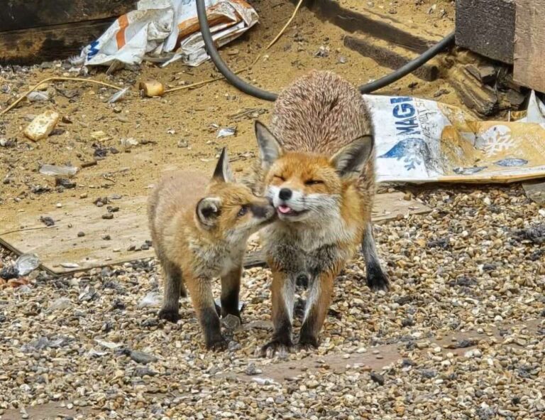 Fox News Family Finds a Home at Brighton Station