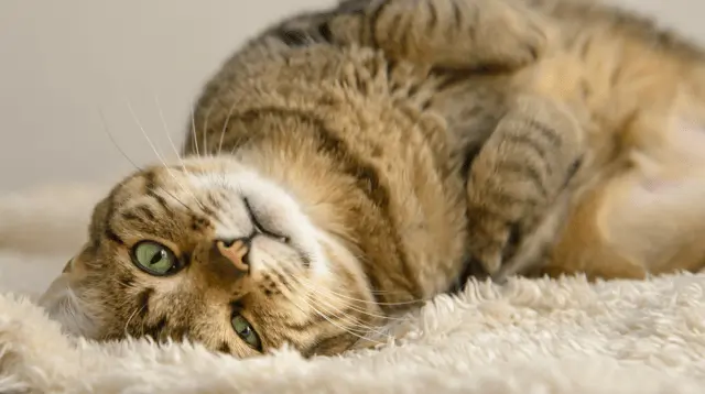 New Legislation Requires Microchipping For All Cats In England New Legislation Requires Microchipping for All Cats in England