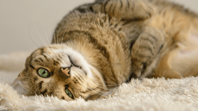 New Legislation Requires Microchipping for All Cats in England