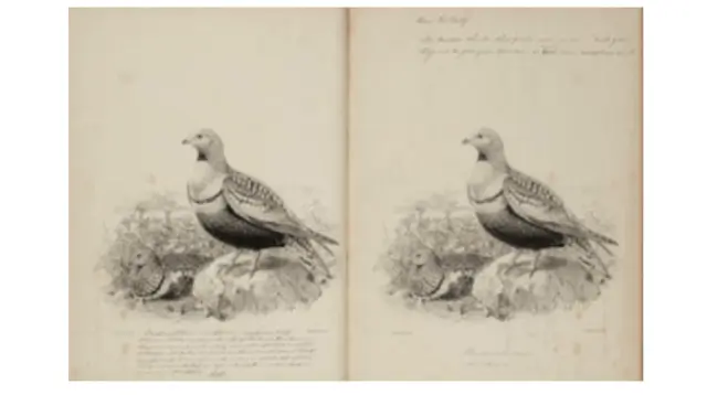 Export Bar Placed on Rare 19th Century Ornithology Volumes by H. E. Dresser