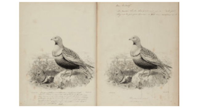 Export Bar Placed on Rare 19th Century Ornithology Volumes by H. E. Dresser