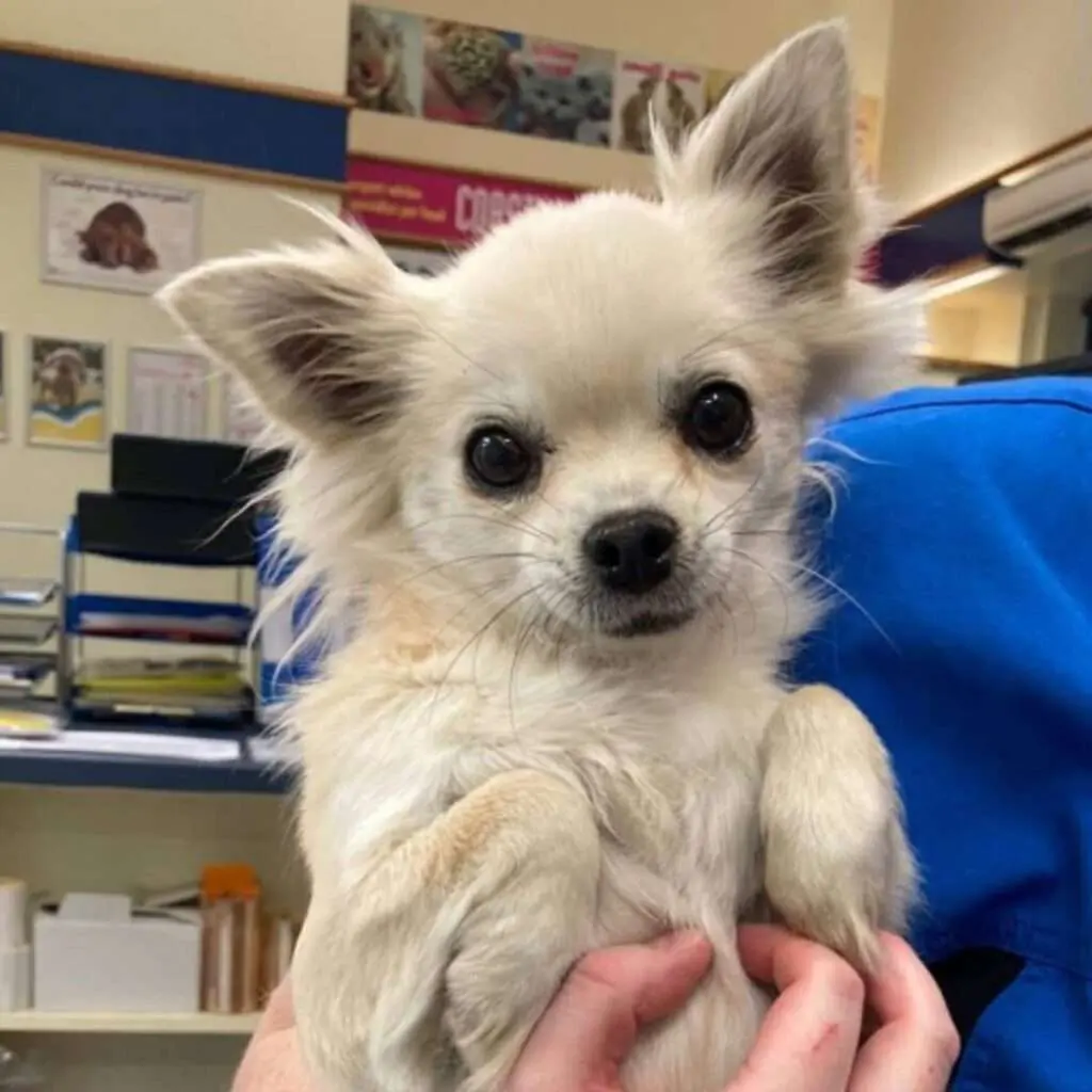 Have You Seen Misty? Dog Stolen in Hove