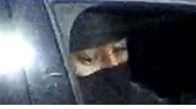 Police Seek Public’s Help in Identifying Suspect After Firearm Discharged in Tottenham Incident