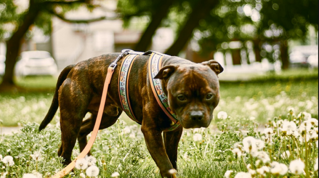 XL Bully Dog Shot Dead by Police After Attacking Woman in Salford