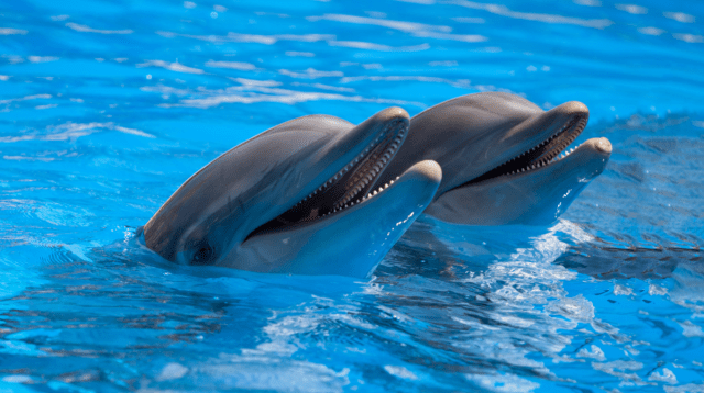 Juvenile Dolphins’ Play Linked to Reproductive Success