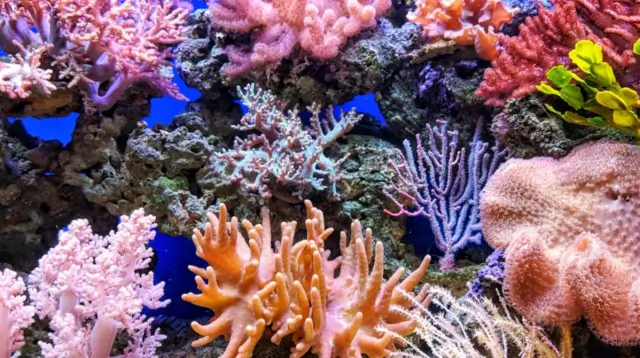 Unlocking the Secrets of Coral Reefs: New Research Reveals Hidden Clues in Seawater