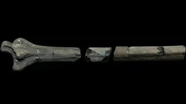 Gigantic Jurassic Pterosaur Fossil Unearthed In The Uk Gigantic Jurassic Pterosaur Fossil Unearthed in the UK