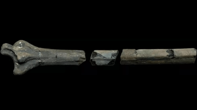 Gigantic Jurassic Pterosaur Fossil Unearthed in the UK