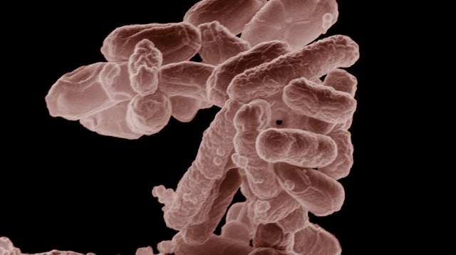 UK Health Security Agency Investigates Increase in STEC Cases