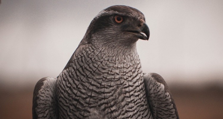 Police Investigate Deliberate Targeting of Goshawk Nest in Strathspey Area