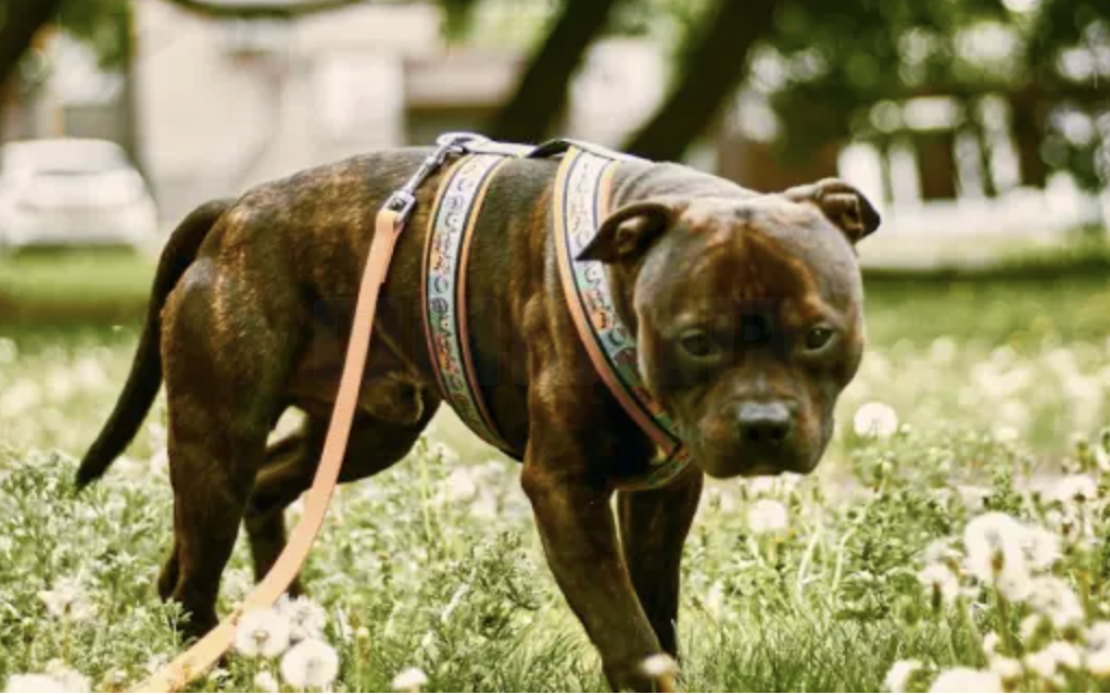 Woman Arrested After Dog Attack in Bristol Leaves Man Injured